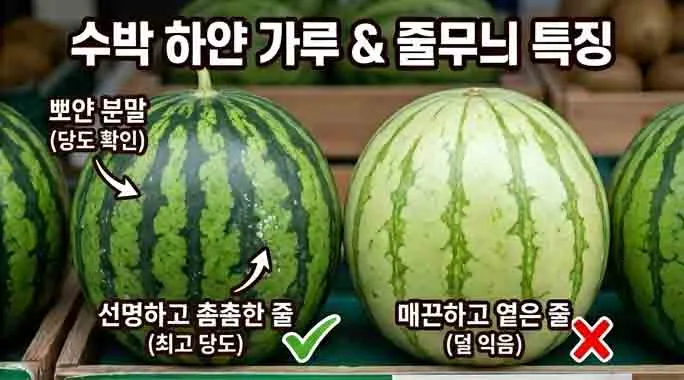 수박 당도 확인 방법 비교: 표면에 뽀얀 분말(당도 확인)과 선명하고 촘촘한 줄무늬(최고 당도, 초록 체크) 수박 vs 매끈하고 옅은 줄무늬(덜 익음, 빨간 X) 수박