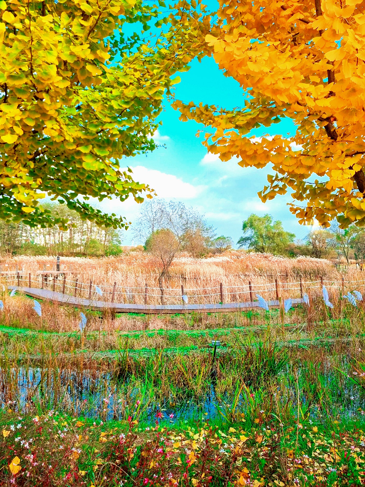 핑크뮬리부터 은행나무길까지, 드림파크 야생화공원 가을 축제와 산책