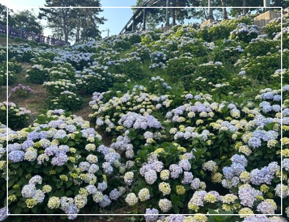 울산 장생포 수국축제
