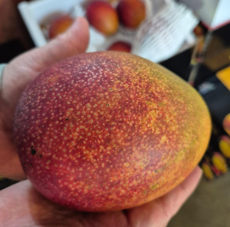 애플망고포레 망고잼 식빵 기본서비스