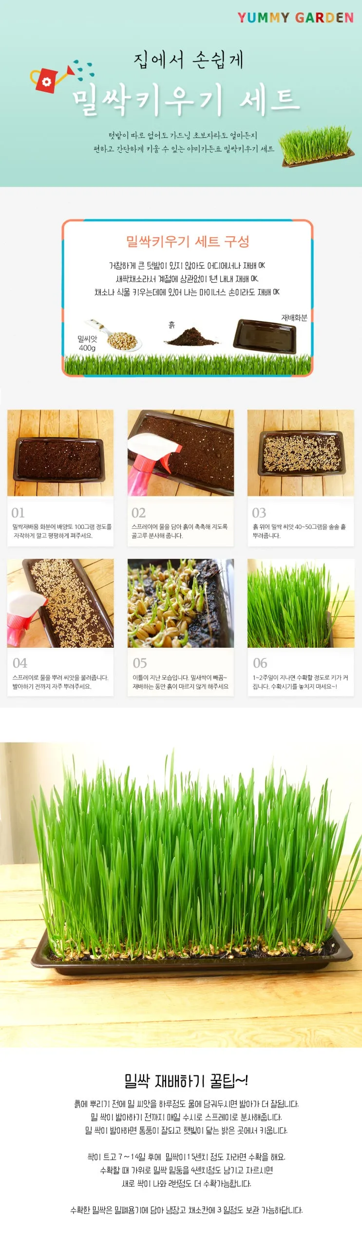 밀싹 재배 씨 뿌리기 발아 촉진 주기적 수확_5