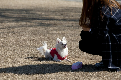 스마트 펫 제품: 2025년 반려동물 시장의 미래를 이끄는 기술