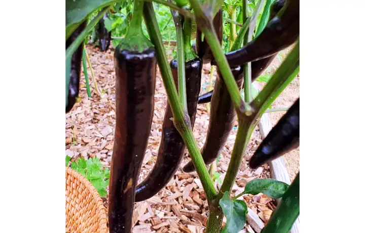 6시내고향 경남 밀양 보라빛 안토시아닌 가득 가지고추 파는 곳 전국 택배 온라인 전화 주문 추천 