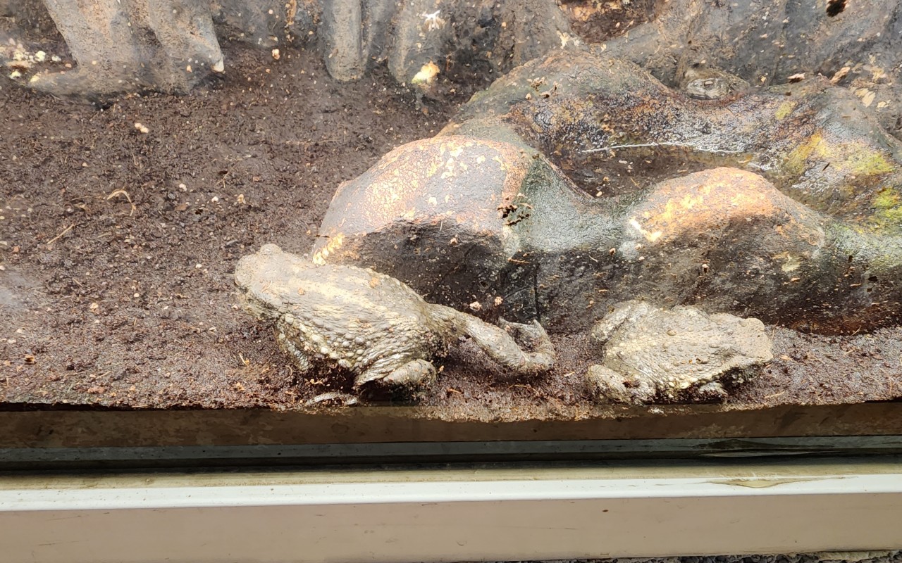 테라크랩팜 개구리들2