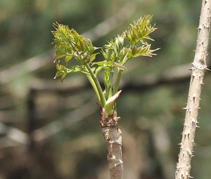 청명과 한국의 봄나물