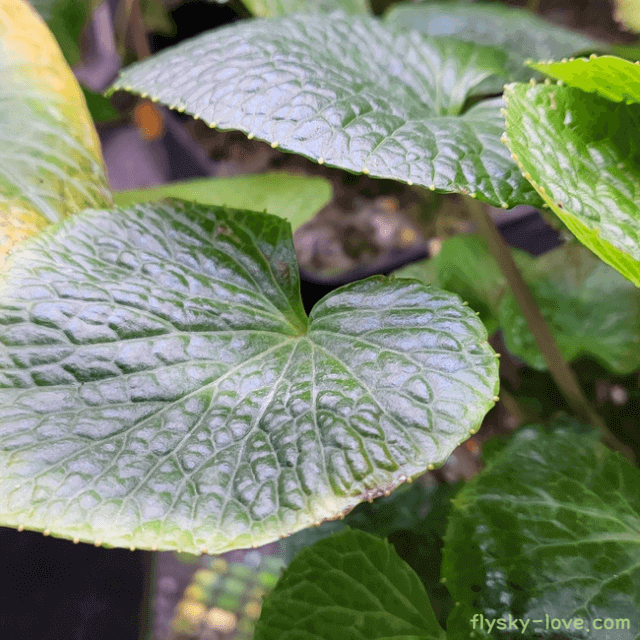 고추냉이잎 효능