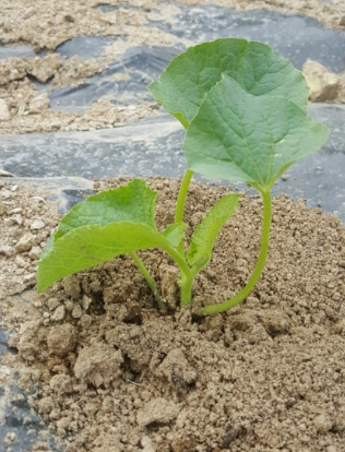 참외 심는시기(모종심는시기, 참외심기, 심는간격, 재배, 수확) 참외 키우기 총정리!