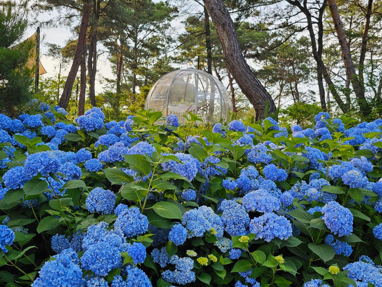 광주 비채카페 수국