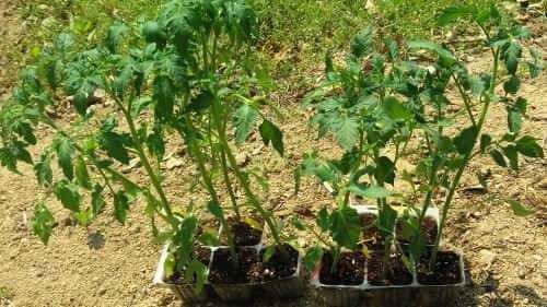 방울토마토-심기-모종-심는시기