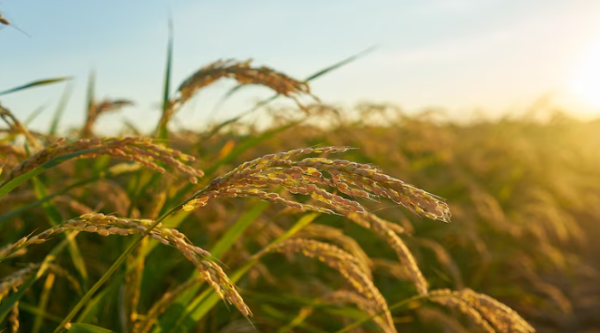 공익직불금 신청