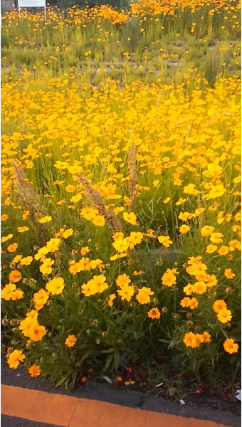 산길에서 만난 5월의 꽃 엉겅퀴 감나무꽃 고욤나무꽃 멍석딸기꽃 오디 뱀딸기 인동덩굴_22