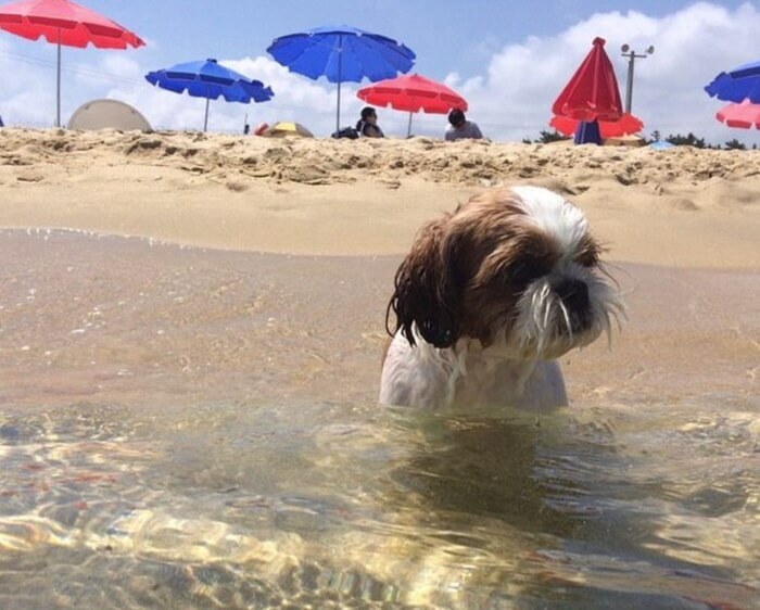 반려동물 해수욕장
