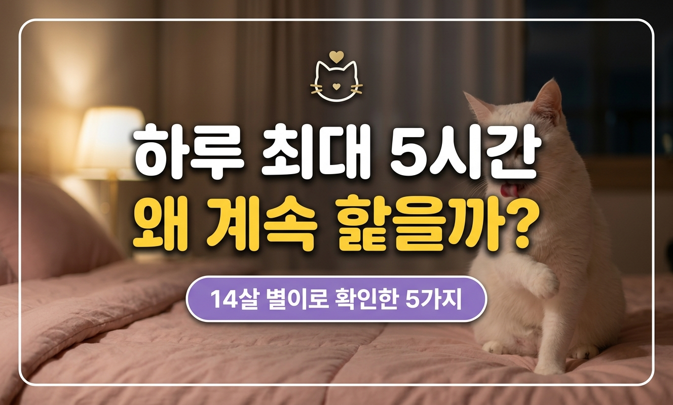 고양이 그루밍 이유