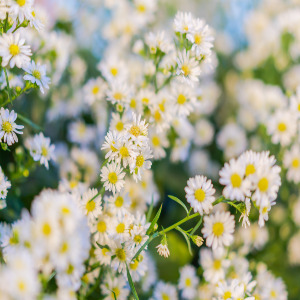 서울 장미축제 & 중랑천 걷기 좋은 걷기 코스 추천
