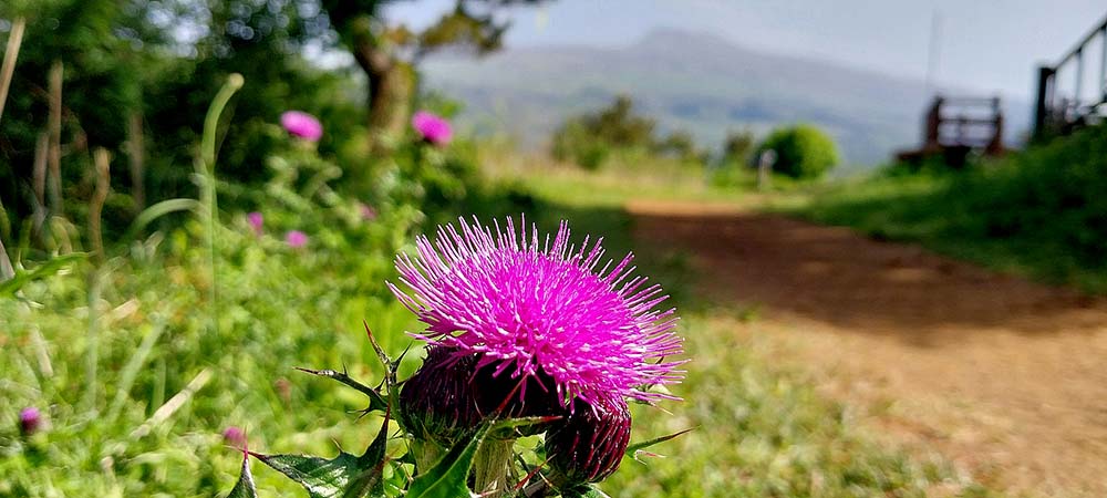 서귀포 오름 고근산의 아침