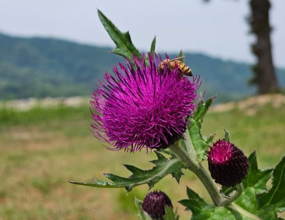 마가보감-프리미엄-효능