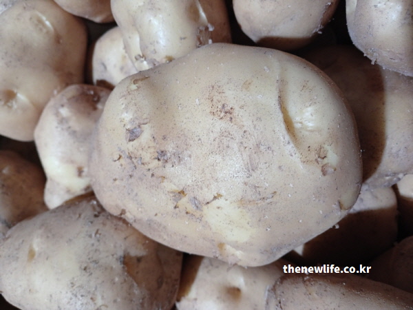 비타민과 미네랄이 풍부하여 땅속의 종합 영양제라 불리는, 알이 꽉 차고 단단한 영양 만점 감자 실물 사진