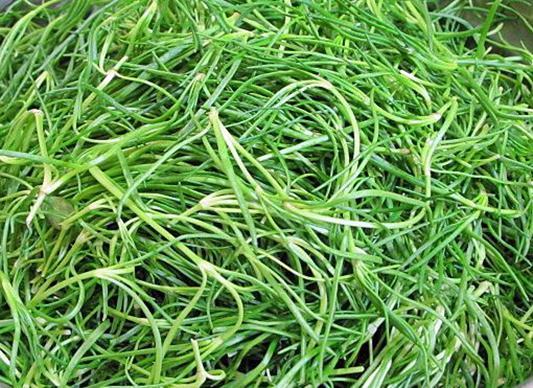 세발나물 효능 및 부작용