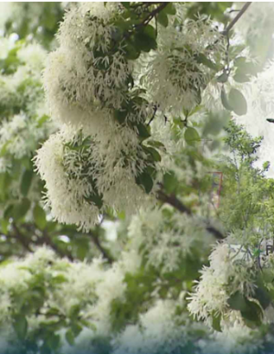 전주 이팝나무 철길
