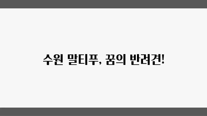 수원말티푸분양 알아봅니다
