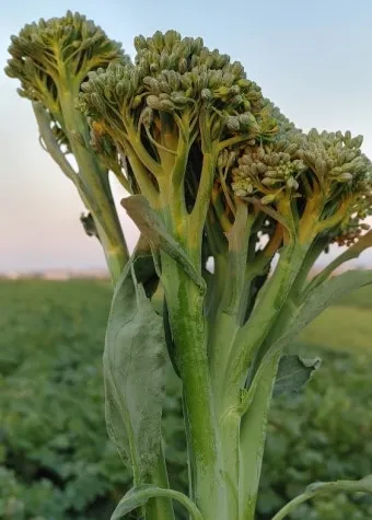브로콜리니 재배 가지 분지 키우기 연속 수확 물 관리_14