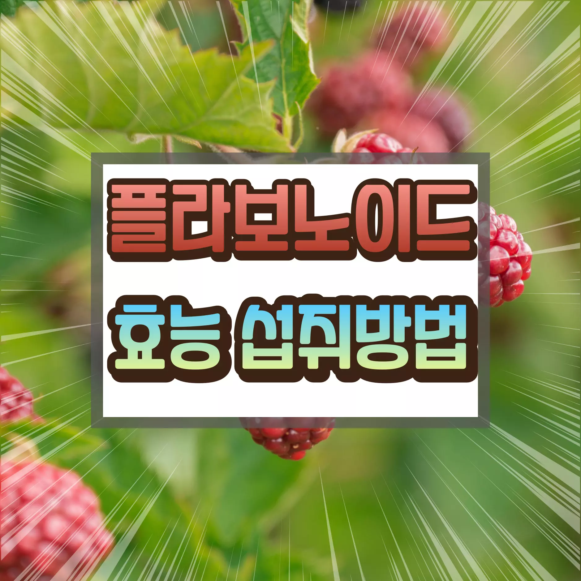플라보노이드 섭취 방법은?