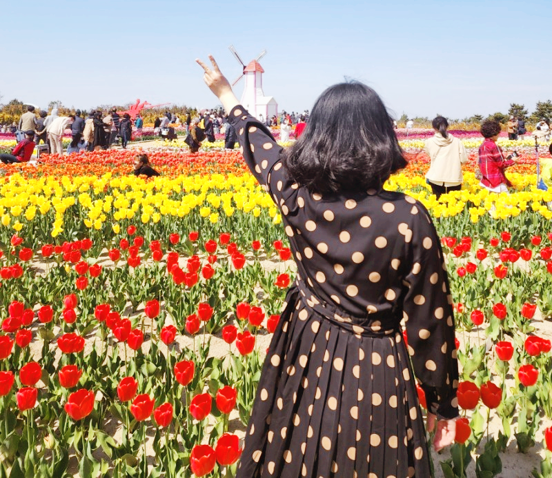 2024 신안 임자도 튤립 축제 입장료 기간 주차