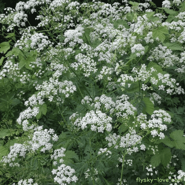 다채로운 향을 지닌 처빌