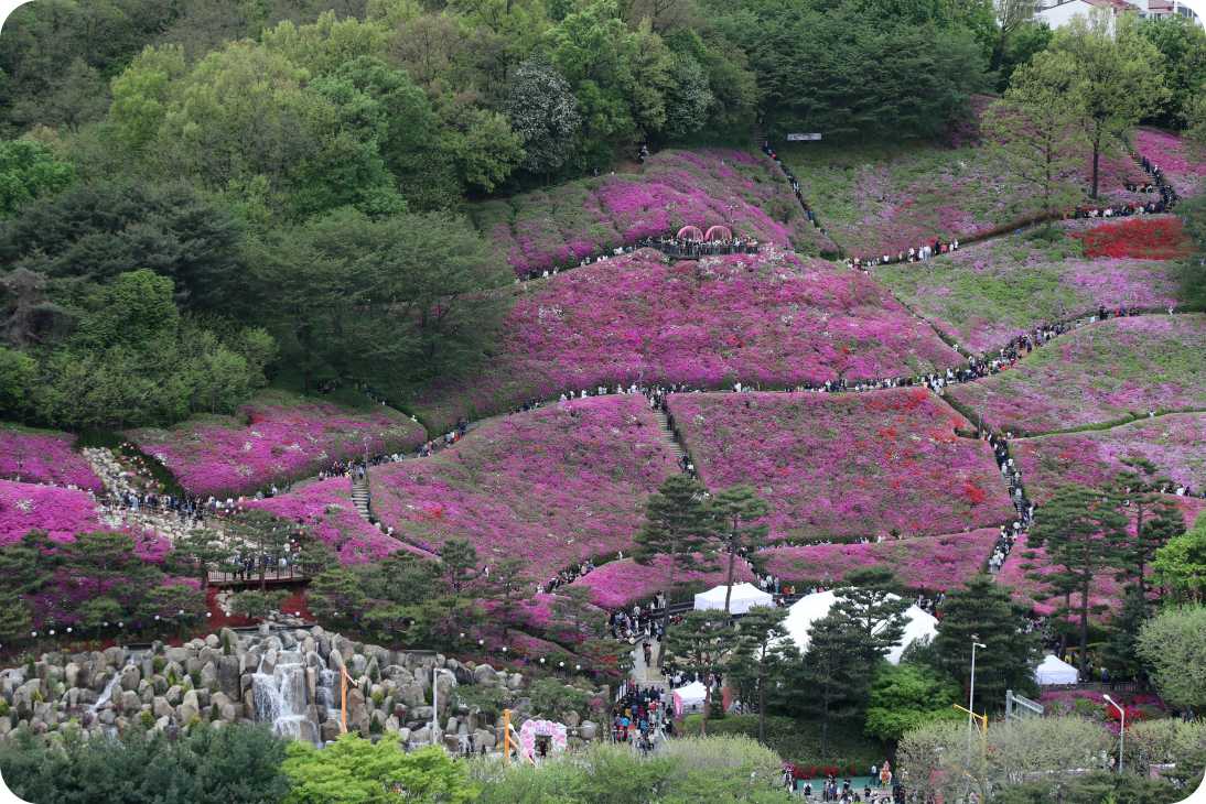 2025군포철쭉축제 안내