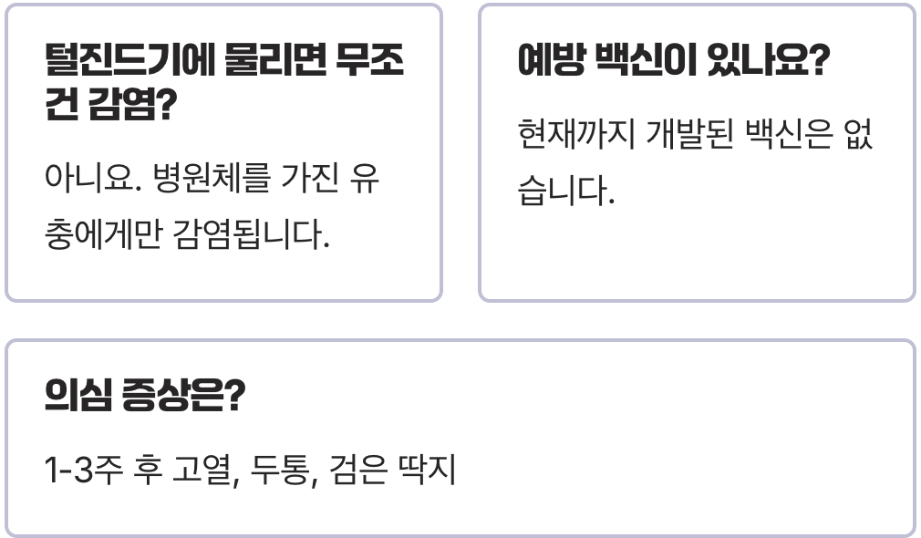 쯔쯔가무시 병 원인과 감염 과정 총정리, 털진드기에 물려 전염되는 메커니즘
