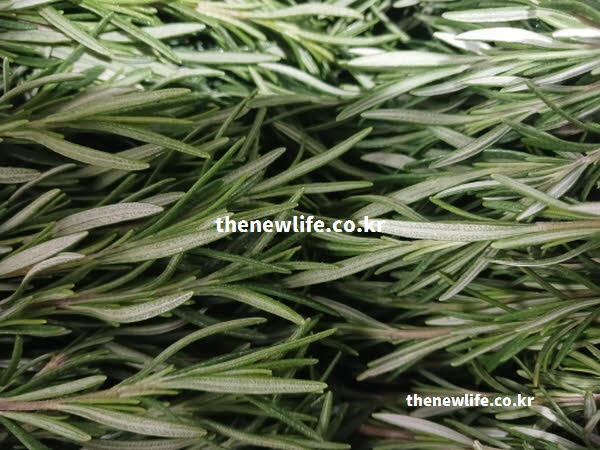 로즈마리 차 효능이 심신 안정에 효과적인 피넨 성분이 가득한 실사진