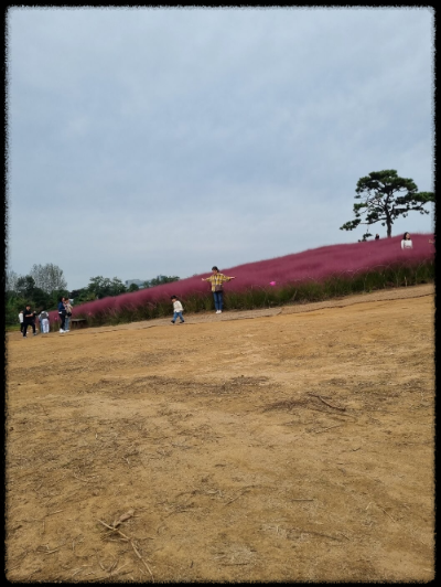 안성팜랜드 핑크뮬리&amp;#44;코스모스 가을 사진여행 추천합니다.