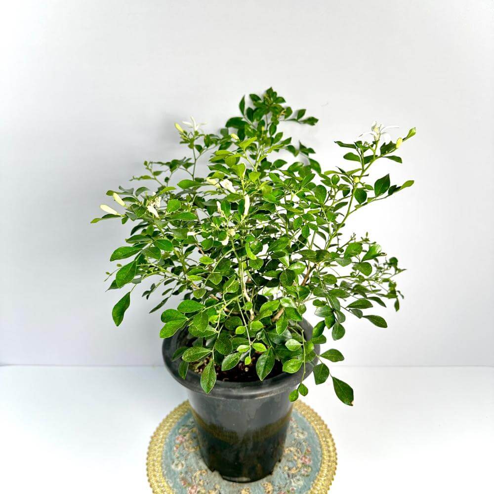 오렌지자스민 키우는법