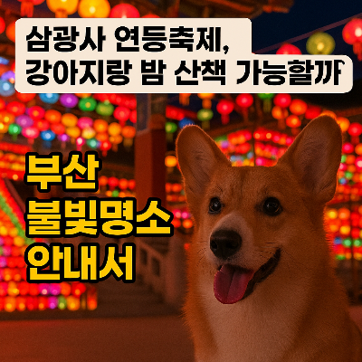삼광사 연등축제&amp;#44; 강아지랑 밤에 가도 될까? 부산 불빛 명소 총정리!