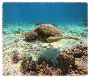 발리카삭 해양보호구역