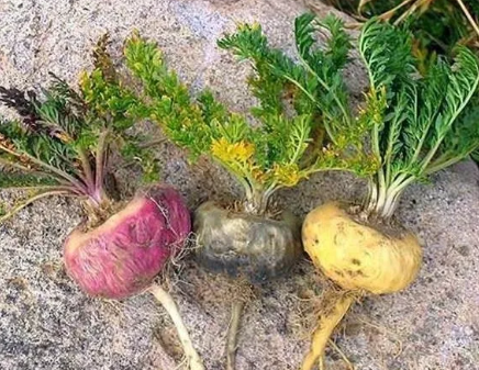 마카의 주요 효능