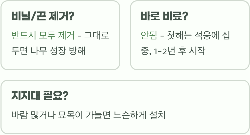 배롱나무 묘목 심는 방법 A to Z (구덩이 파기부터 물주기까지)