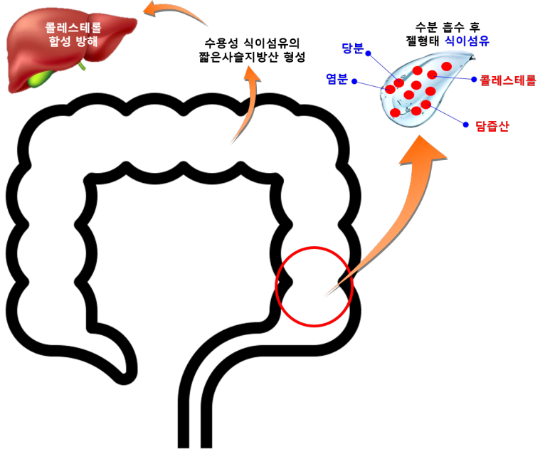 식이섬유의 3가지 역할들