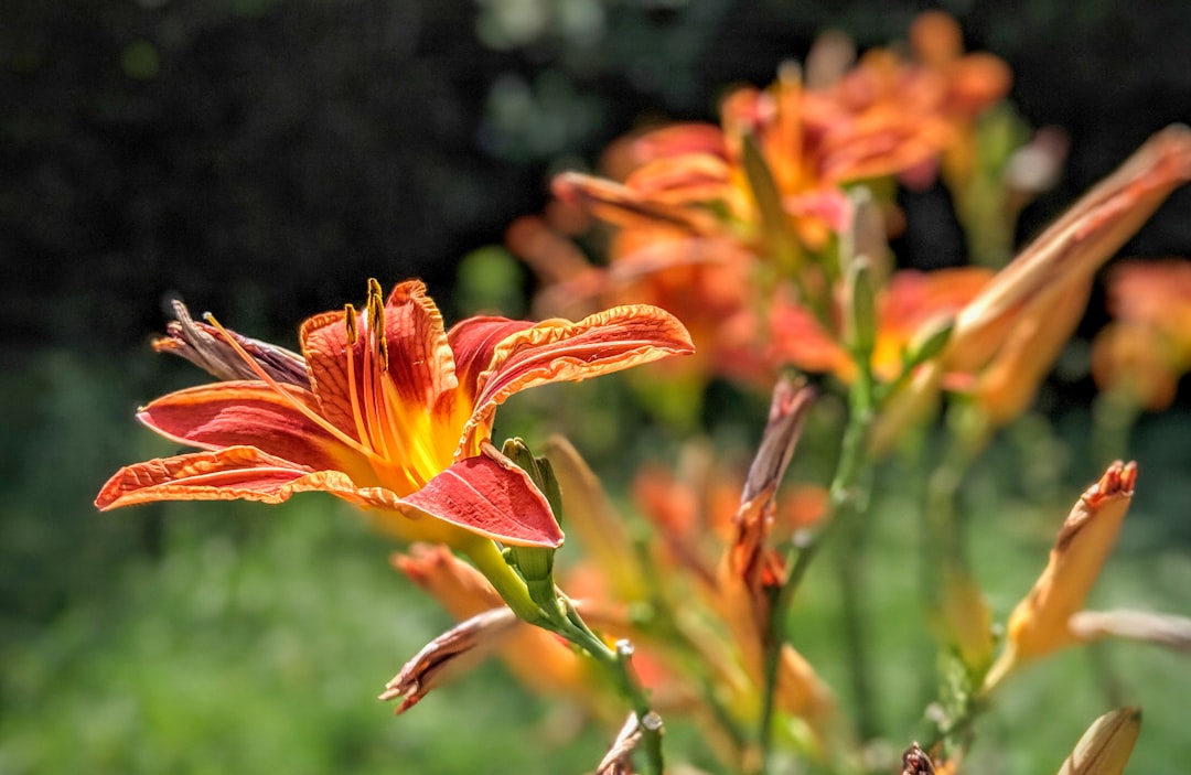 Azalea