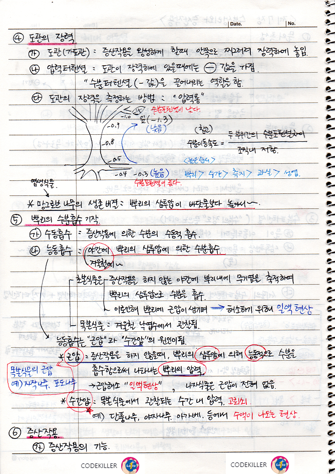도관의 장력&#44; 뿌리의 수분흡수 기작