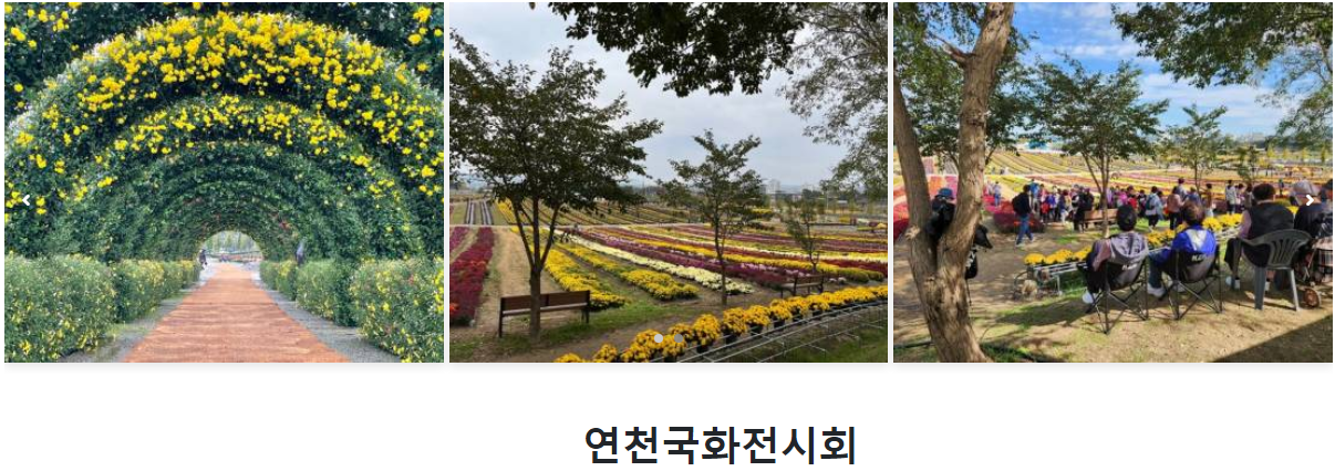 연천국화 축제