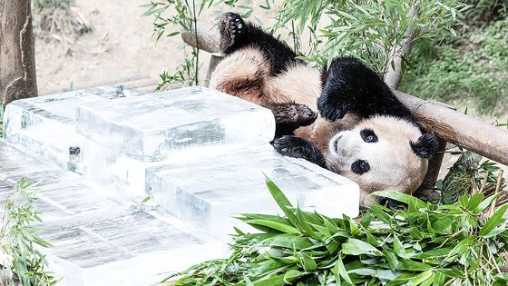 신한은행 푸바오 적금 챌린지 