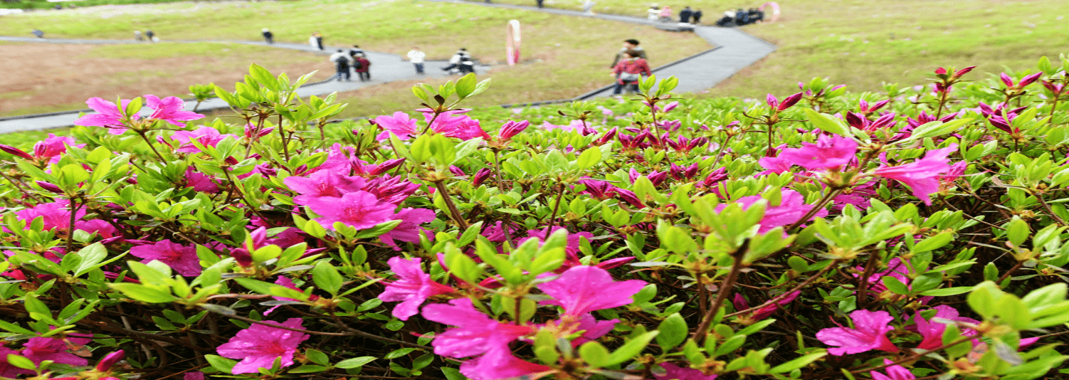 불암산 철쭉 축제