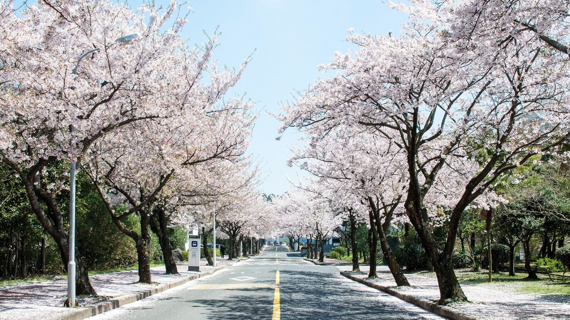 나 혼자 산다 기안84 제주도 벚꽃길 스쿠터 대여