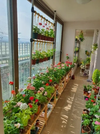 베란다정원 키우기 바람차단 햇빛차광 물주기 여름철 관리 요령_12