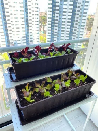 베란다 텃밭 흙 고르기 배수층 화분 선택 물주기 비료주기_18