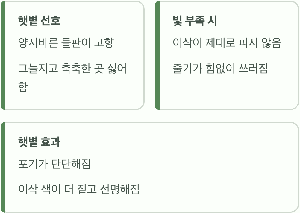 '햇볕'이라는 최고의 보약