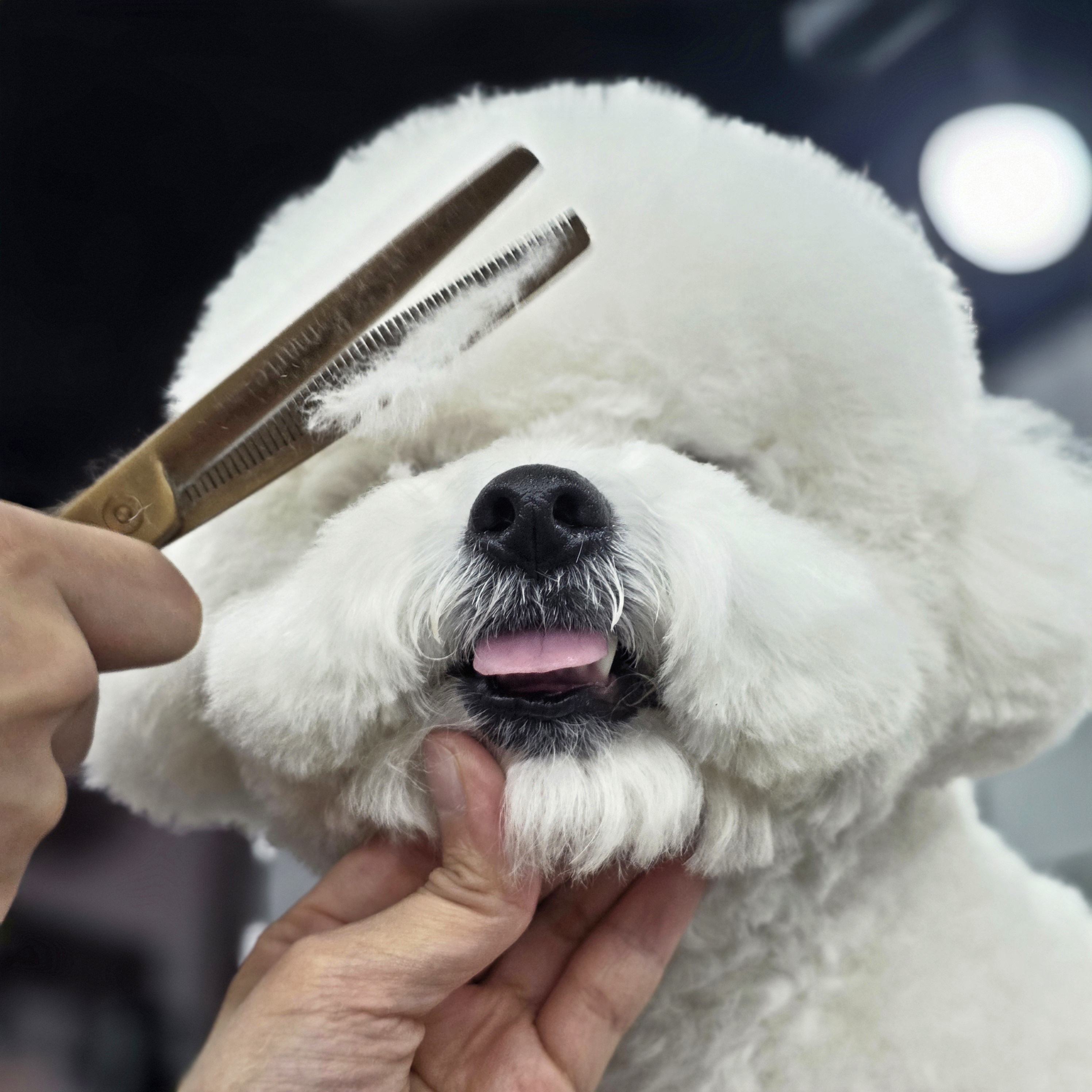 대전강아지미용학원