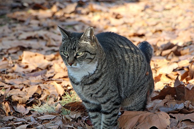 줄무늬-고양이가-숲에-앉아-있습니다.