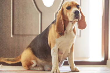 임신한 강아지/출처:어도비스톡